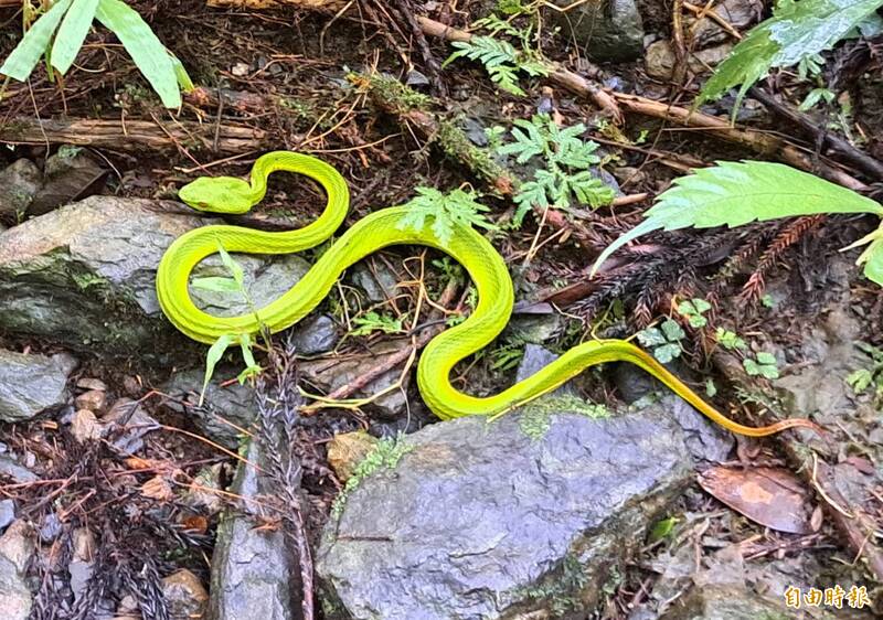 台南毒蛇數據怪現象 「赤尾青竹絲」逾半這區捕獲