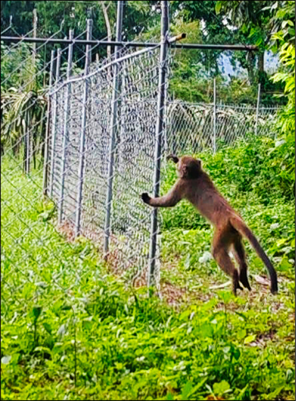 猴群遍布山區防不勝防/雲嘉未採取防治果園 損失逾5成