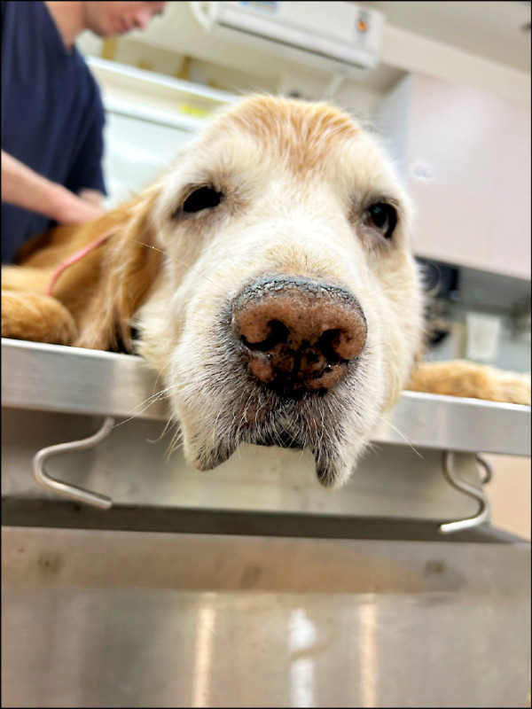 寵物使用人用藥物 擬開放獸醫備藥/新制7月上路 確保在黃金期獲得救治