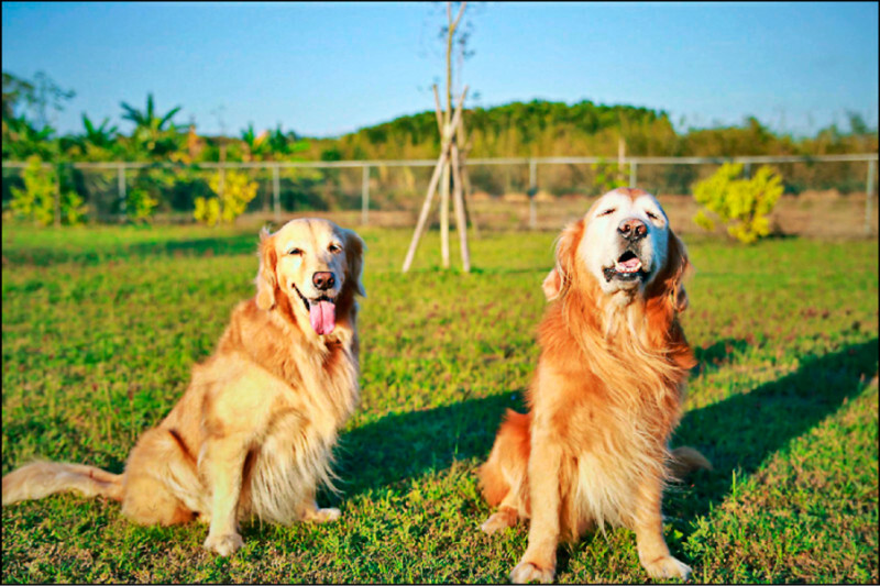 動物醫院若要增聘藥師 收費恐大漲
