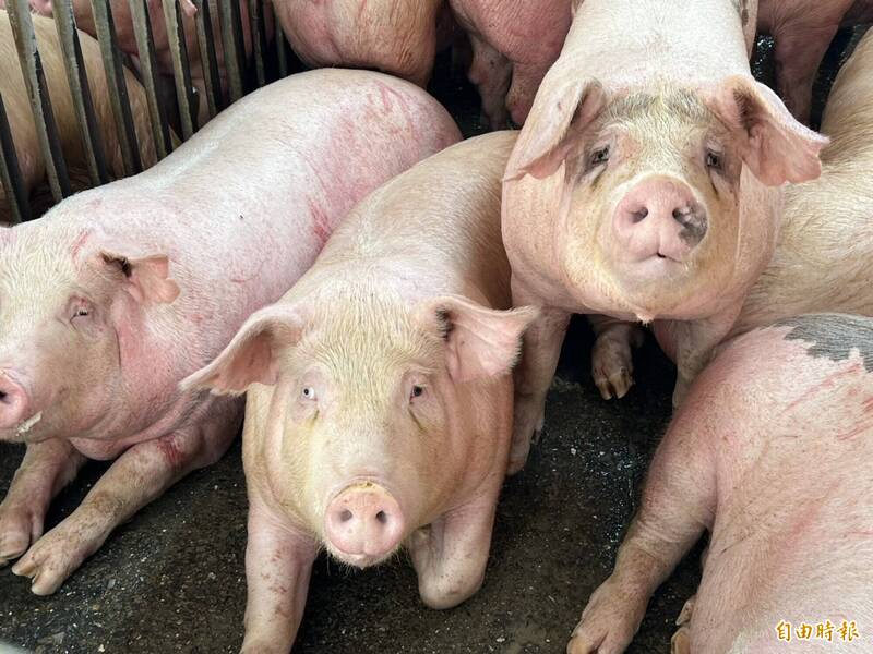 世界動物衛生組織再度將台灣列為非洲豬瘟非疫區，台灣再度重返亞洲唯一3大豬病非疫國。（資料照，記者黃淑莉攝）