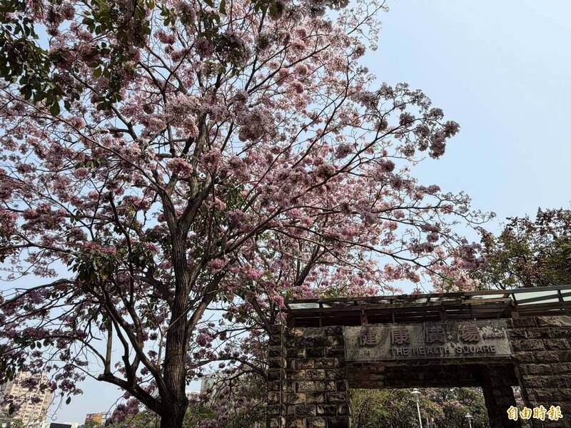 府城最美春天步道 竹溪水岸一年一度春日花季盛開