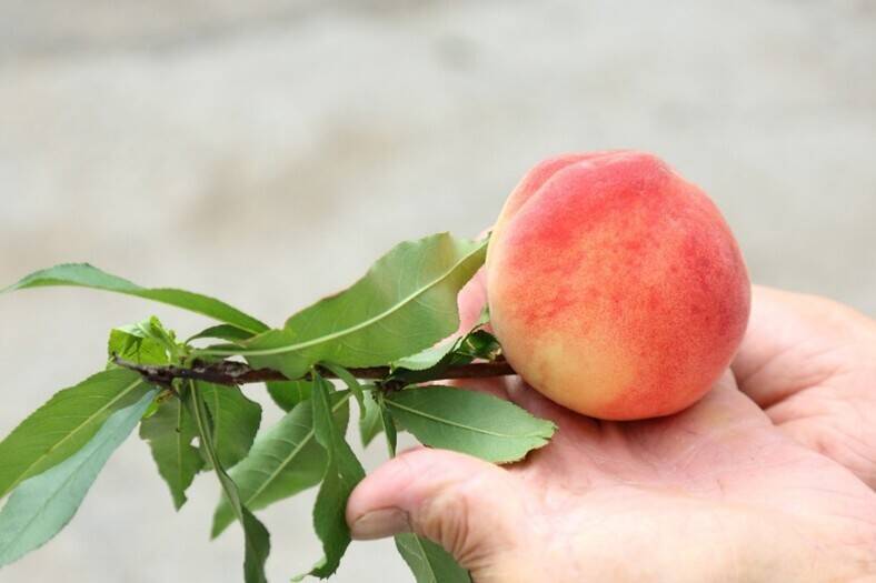 高雄那瑪夏賞螢季至4月30日 賞15種螢火蟲、吃水蜜桃