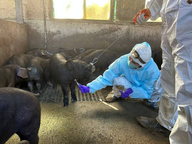 新北動保處強化252家畜牧場防疫 阻絕人畜共通病源