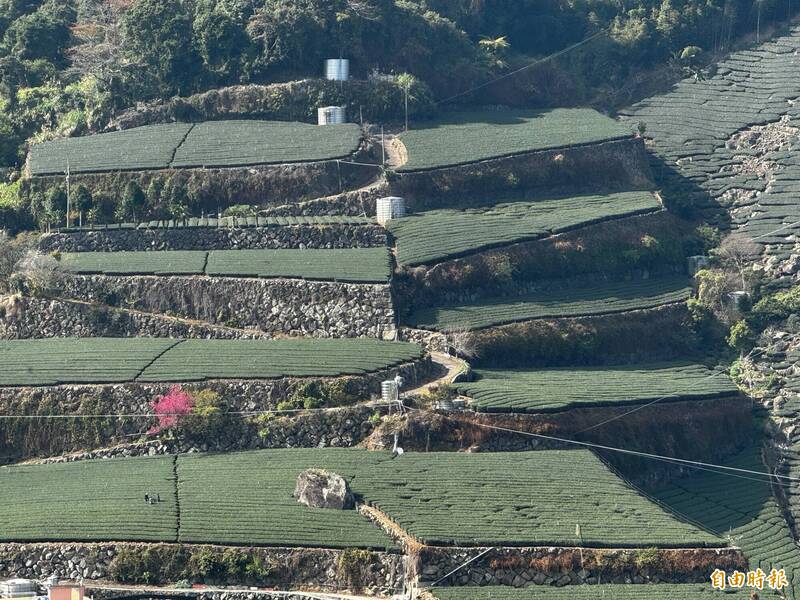 春雨滋潤！大阿里山茶園重現生機 4月底開採春茶
