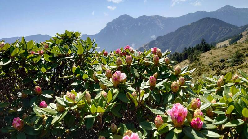合歡山迎杜鵑花季 4/11~6/14假日高乘載、流量管制