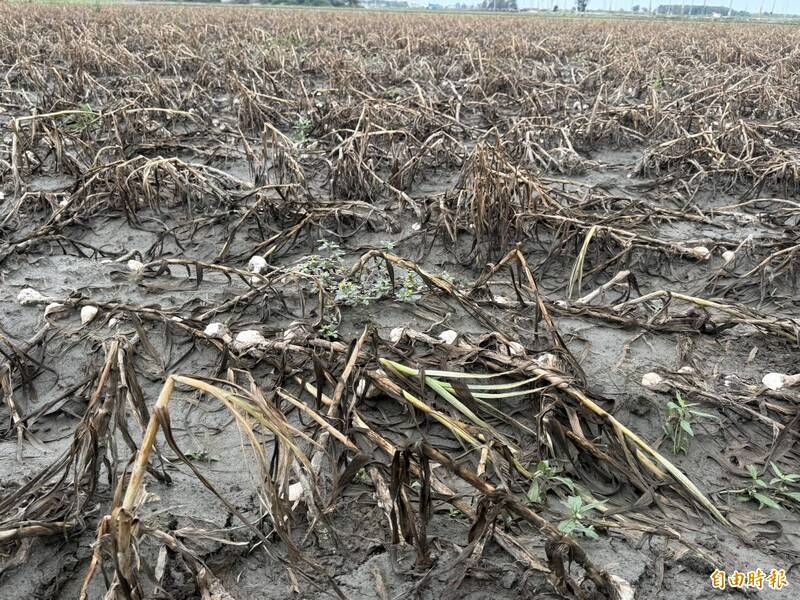 連假強降雨導致蒜膜脫落出現開瓣 雲林農民嘆「恐怕血本無歸」