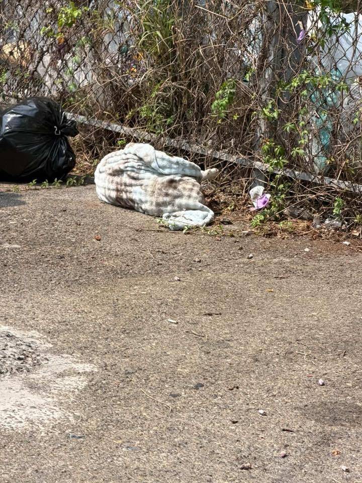 梧棲夜市遭亂丟狗屍 台中動保處通知飼主領回 將依法開罰3000元