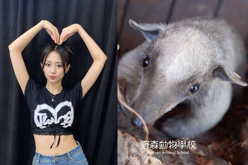 高雄食蟻獸寶寶命名活動 湧入TWICE粉絲狂投「周子蟻」