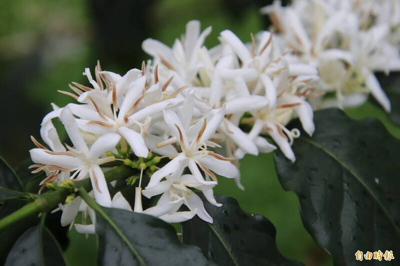 想看咖啡花的真容 月底前快衝關西馬武督
