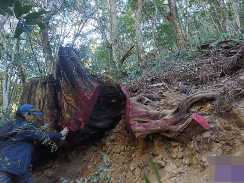 3.8公噸扁柏慘遭斷頭! 山老鼠集團衝撞警車困獸鬥