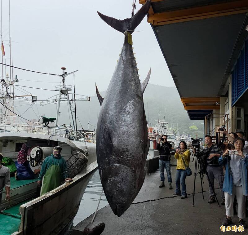 2026蘇澳第一鮪運回南方澳過磅 重達276公斤