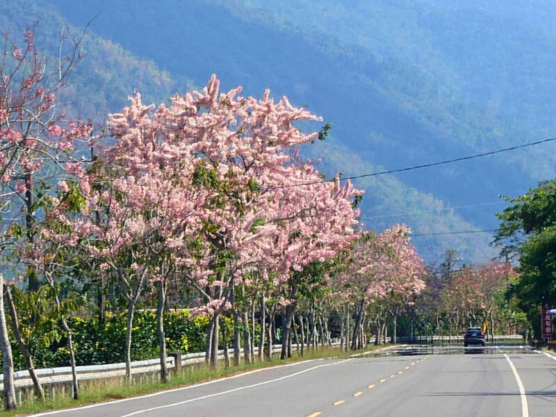 「平地櫻花」盛開 高雄六龜台27甲線成粉紅大道