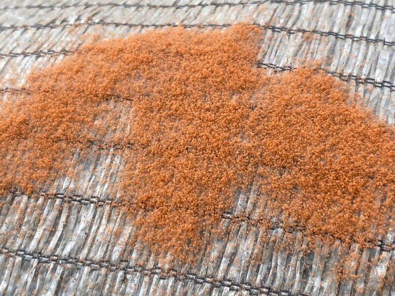 台東「伊凡氏葉蟎」大爆發! 從農田爬向焚化廠害工人過敏