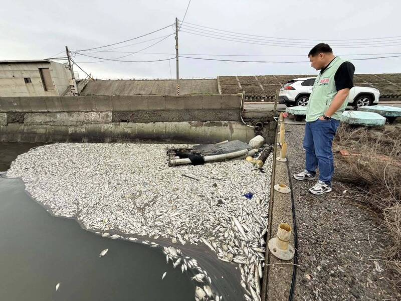 魚屍鋪滿水門! 王功千尾魚暴斃 村長質疑畜牧廢水釀禍