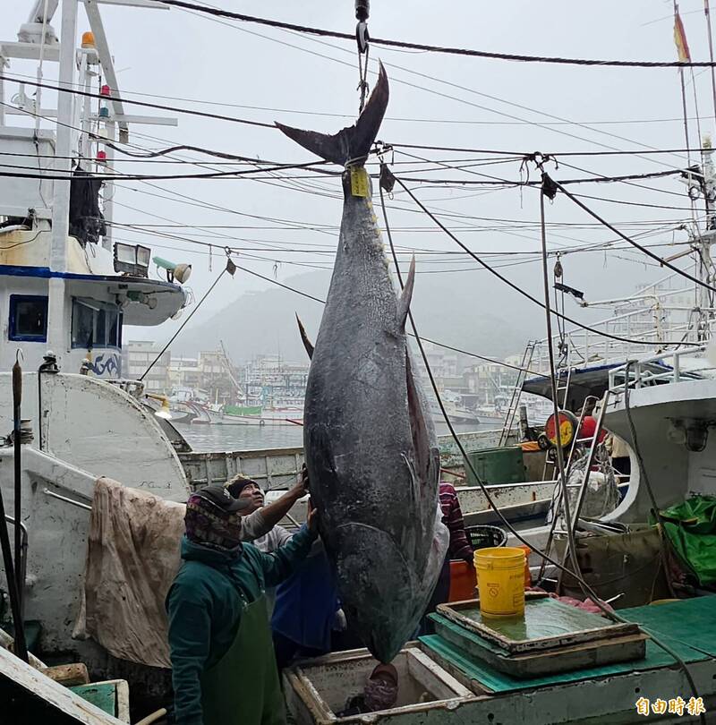 蘇澳第一鮪被拉上船時活蹦亂跳 驚險纏鬥畫面曝光