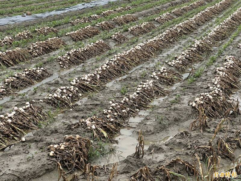 連續降雨大蒜泡水受災 農業部公告每公頃救助9.5萬元