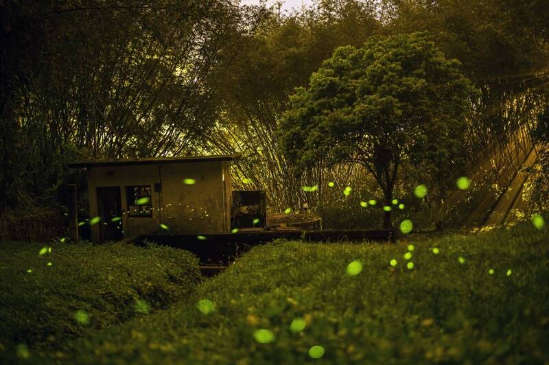 日月潭星光螢火季登場 深度賞螢遊程魅力升級