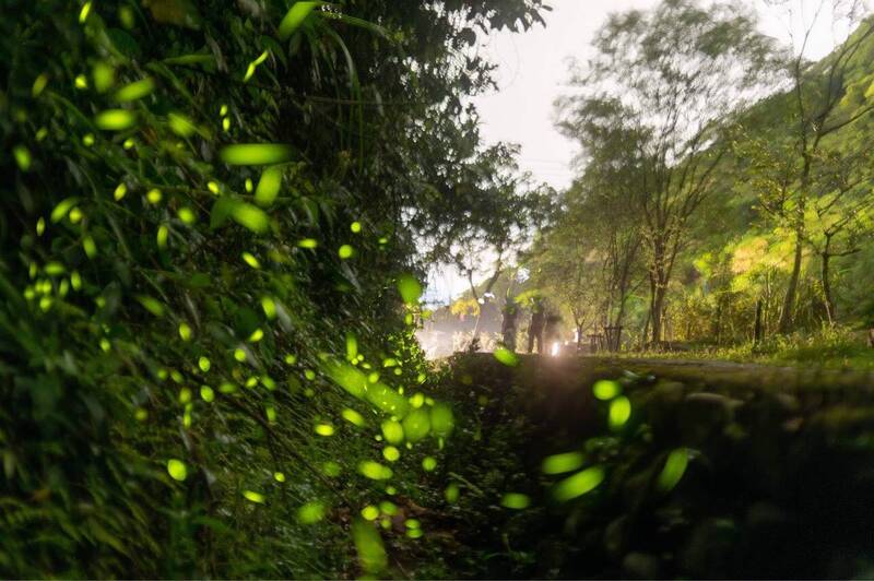 雲林螢火蟲季登場 山區串聯平地推16條賞螢方案