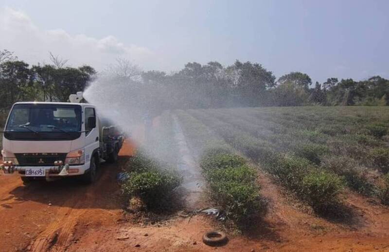 苗栗茶農注意！乾旱農損每公頃救助10萬 即起受理申請