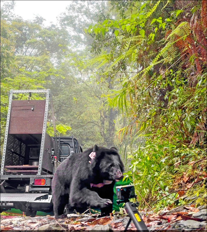花蓮卓溪太平部落 小熊長大了 與熊媽媽一起回山上的家