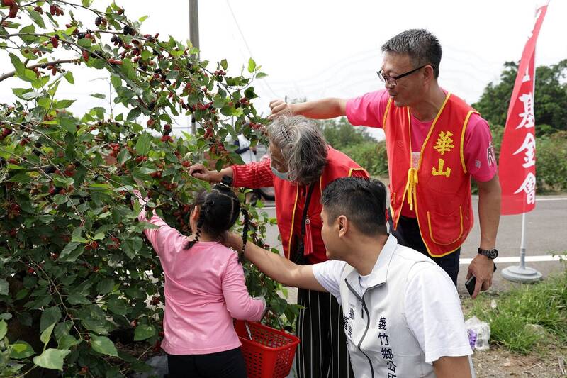 老幼採果樂！華山攜手森泉食品 長者幼童到義竹體驗採桑椹