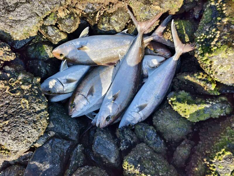 成群紅魽游入澎湖赤馬無名石滬 「天上掉下來的禮物」送財