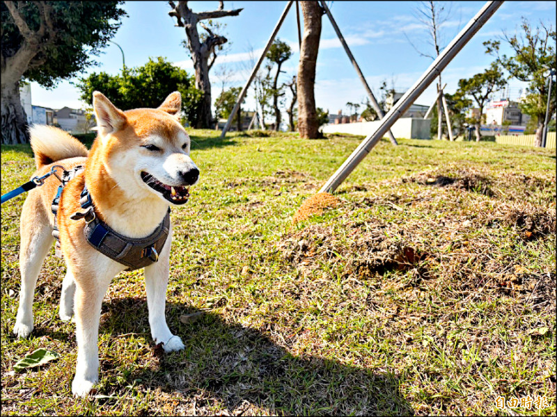 中壢運動公園多處紅火蟻窩 民眾困擾