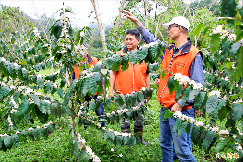 關西馬武督咖啡花 大爆發到月底