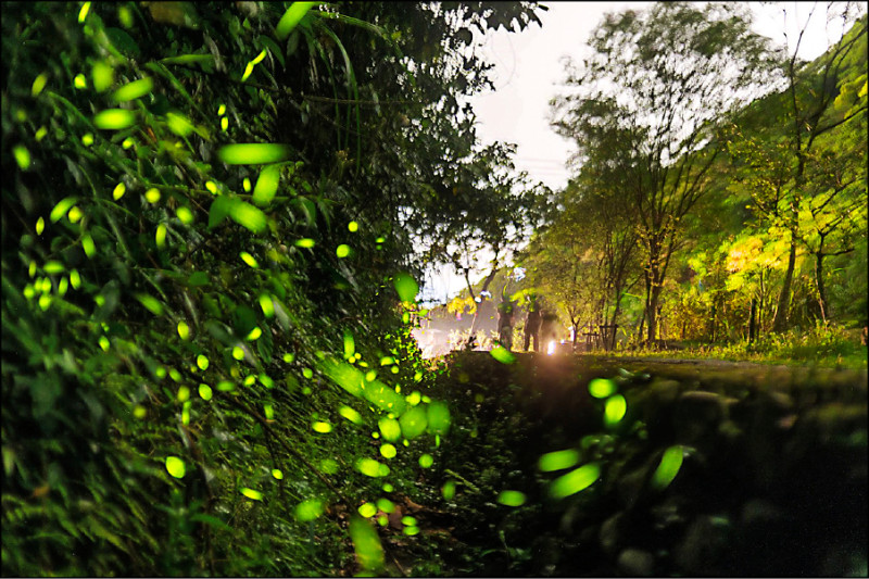 山區串聯平地 雲林16條賞螢路線迎賓