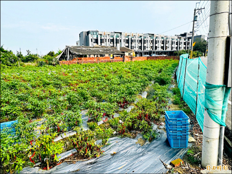 嘉義縣公地放領8筆送審 最小24坪