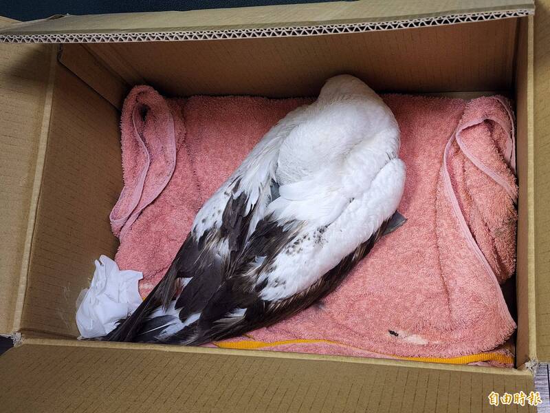 動物用人藥新制爭議 野保團體:別讓法規成野生動物的劊子手!