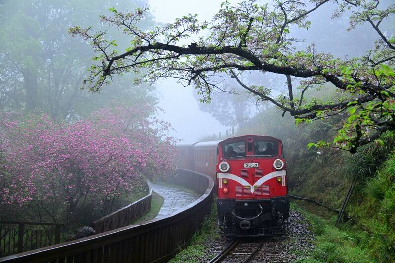 阿里山花季今落幕仍繽紛 重瓣櫻 、杜鵑美麗綻放中