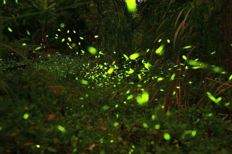 不只有梅嶺 台南白河南寮賞螢季開跑了