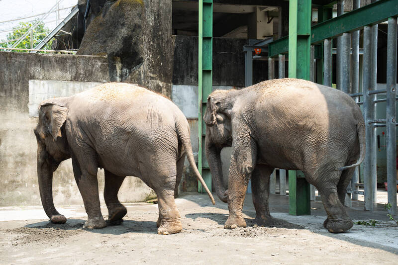 台北動物園重量級搬家 亞洲象友信、友愷「寄人籬下」先適應