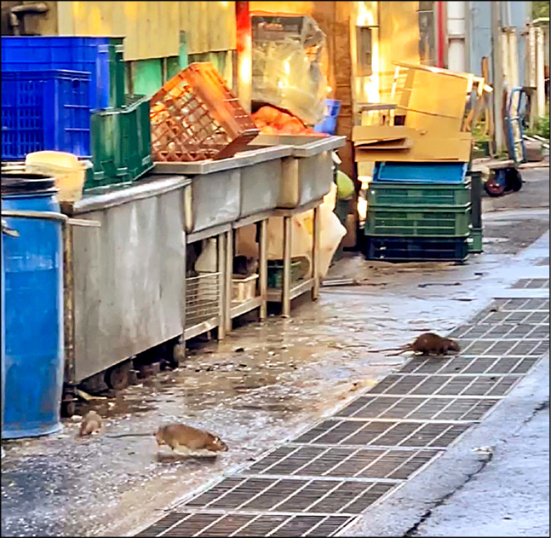 《竹縣》團膳公司被爆環境髒亂 肥鼠亂竄