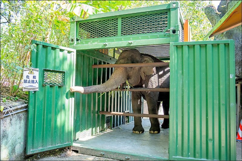 台北動物園翻修 大象搬家準備年餘