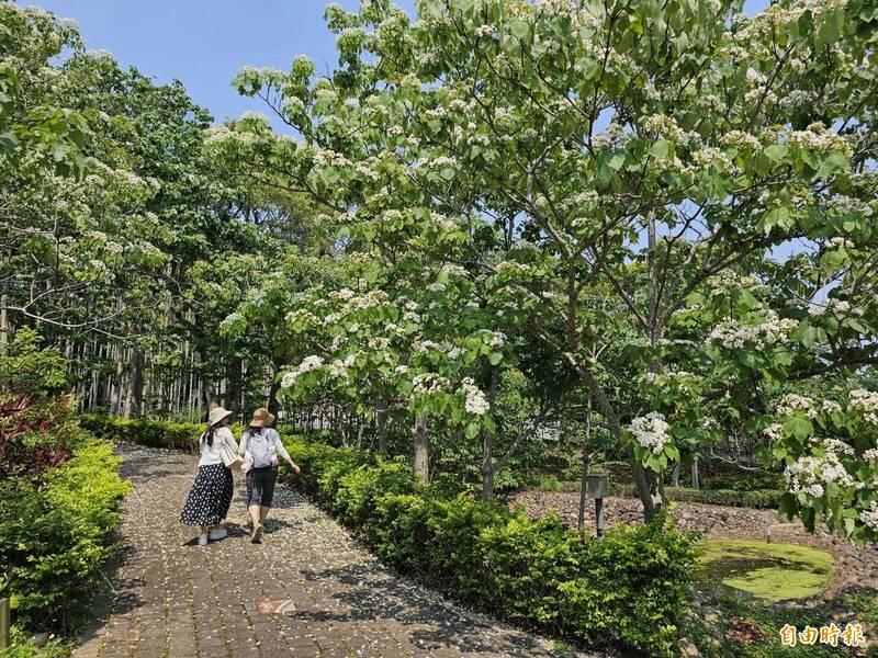 四月雪降臨苗栗！上萬株桐花接力綻放 客家大院桐花季開跑