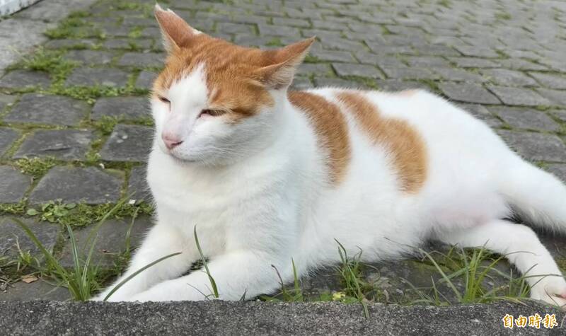 新北猴硐貓村驚傳虐貓 4隻遭噴辣椒水傷眼