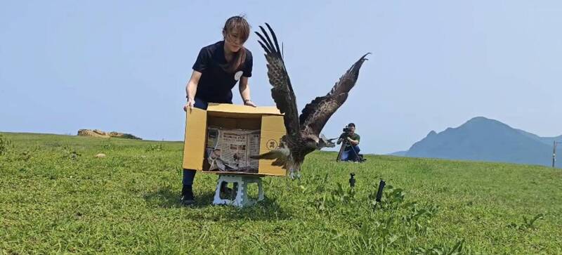 基隆黑鳶遭釣線纏繞落海 獲救照養後重返天空