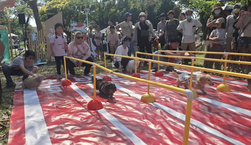 高雄萌寵「嗷運會」開賽 短腿毛孩爆笑上演極速傳說