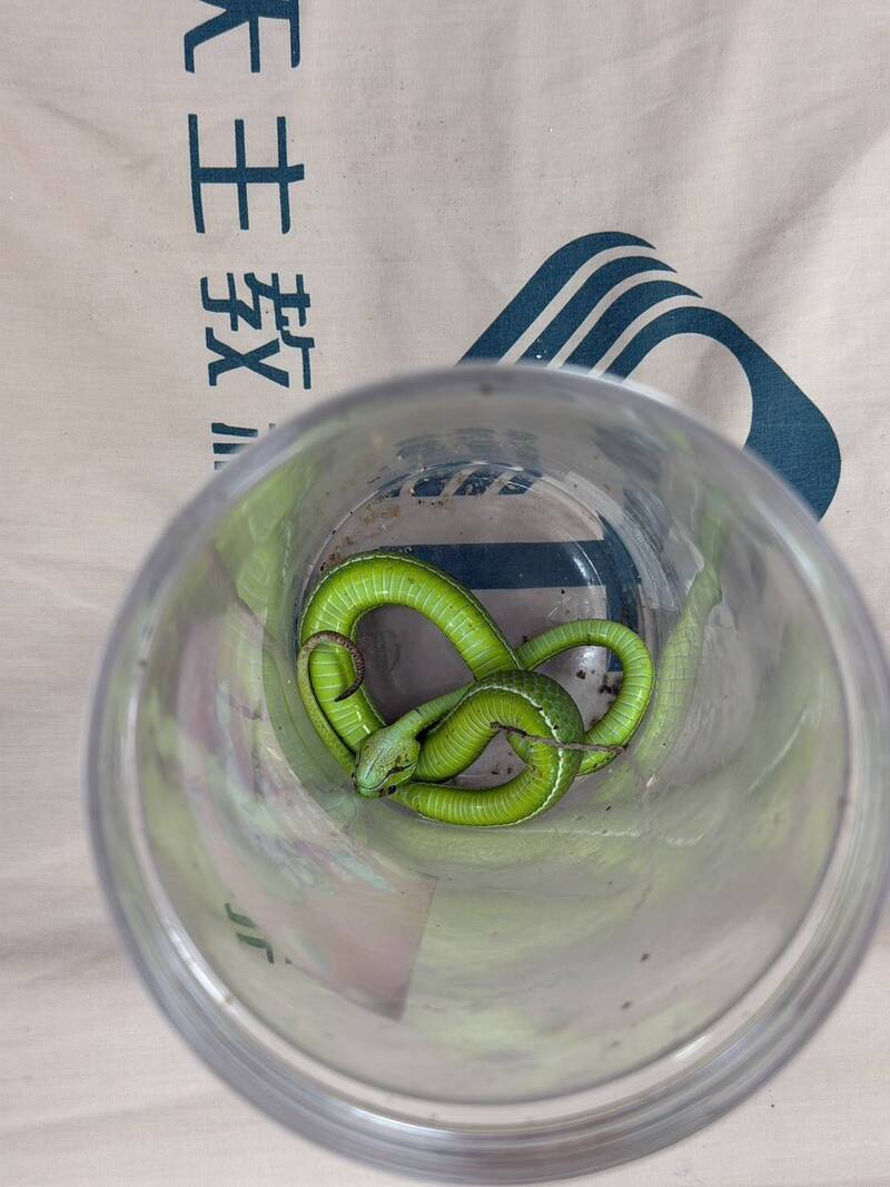 被毒蛇咬還帶「凶手」就醫!老翁騎車衝急診 醫急喊:這動作更危險