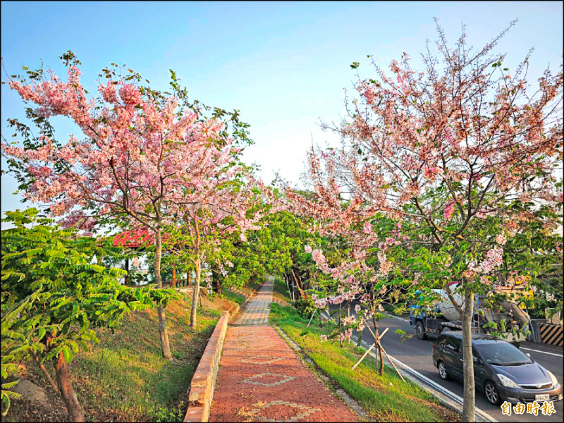 新園烏龍村河堤道路 泰國櫻盛開