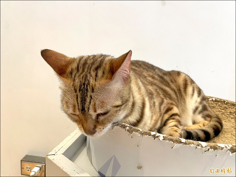 登錄改公告 藥師:權責分工需明確