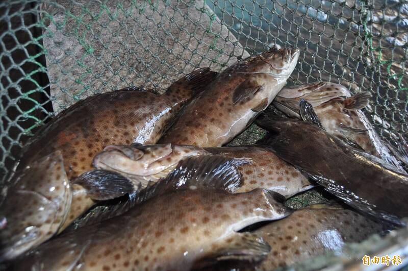 鄭習會後重開農產品輸中?農業部籲依國際慣例及科學恢復輸入