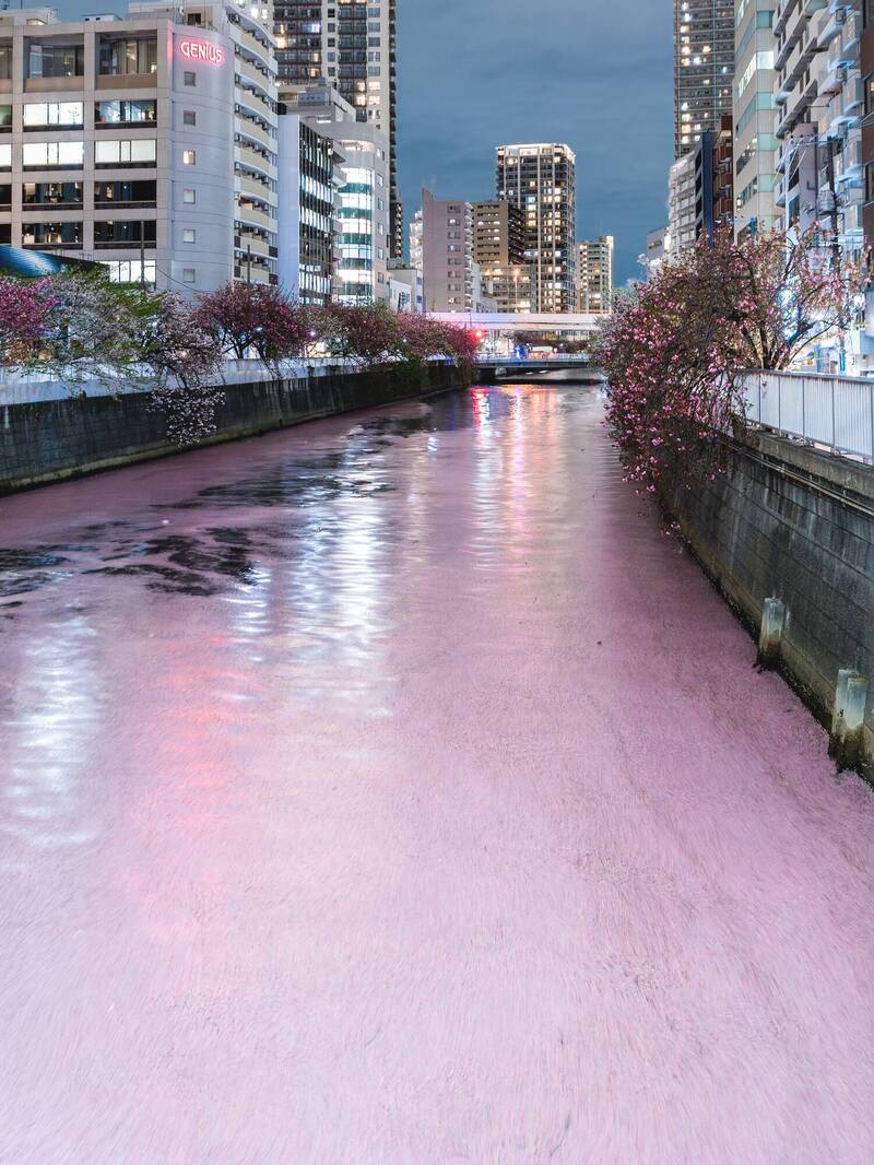 櫻吹雪!東京目黑川染上粉色 吸引近500萬人次讚嘆