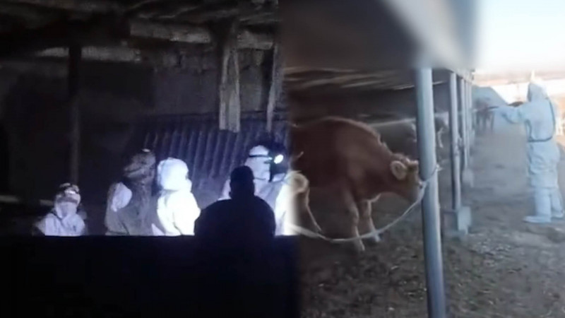 自由說新聞》中國傳12省口蹄疫爆發慘況曝光!當局1舉動挨酸:果真共產國