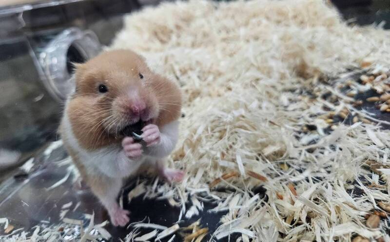 黃金鼠誤食異物險喪命 新北動保處教倉鼠5秘訣