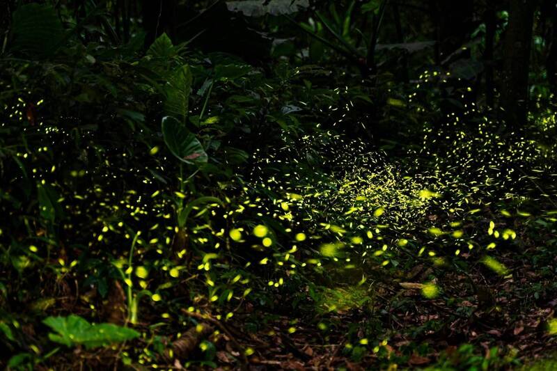 賞螢季開跑!新北公開46處秘境攻略 5月上旬迎高峰