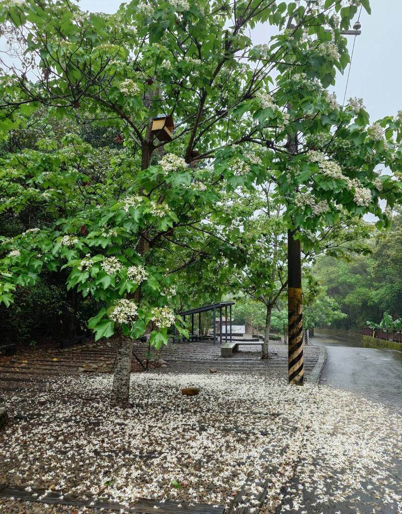 彰化八卦山油桐花全面爆發 挑水古道飄「四月雪」